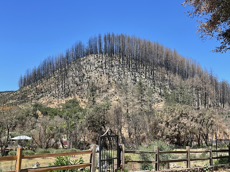 A hillside covered in burned trees with a fence and gate in the foreground, after the Glass Fire occurred in Sonoma County.